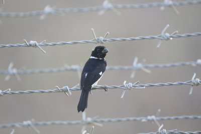 Variable Seedeater, on road to Agua Dulce Resort