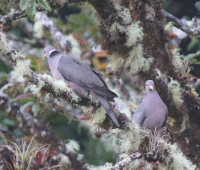 Band-tailed Pigeon, Paraiso Quetzal
