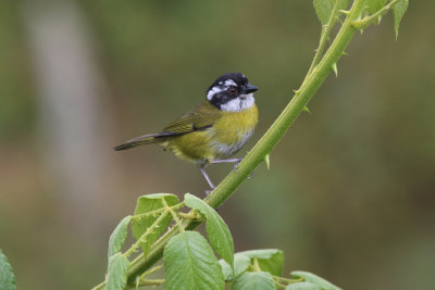 Sooty-capped Chlorospingus, Paraiso Quetzal
