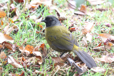 Large-footed Finch, Quetzal Mountain Lodge