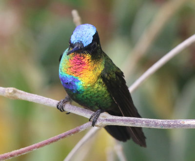 Fiery-throated Hummingbird, Quetzal Mountain Lodge