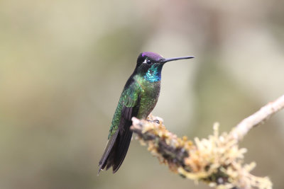 Talamanca Hummingbird,Quetzal Mountain Lodge