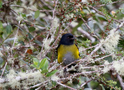 Black and Yellow Silky-Flycatcher, Quetzal National Park