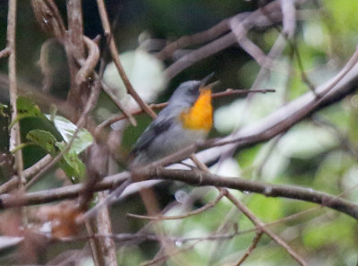 Flame-throated Warbler, Quetzal National Park