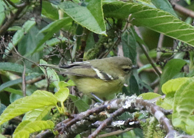 Yellow-winged Vireo, Quetzal National Park