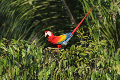 Scarlet Macaw, Rio Rincon bridge
