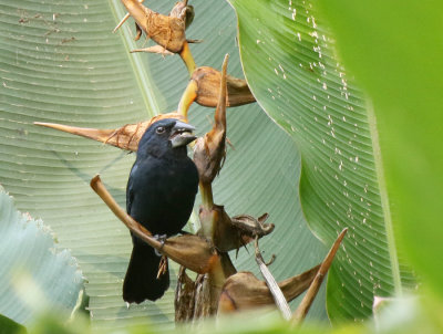 Blue-black Grosbeak, Rio Rincon area
