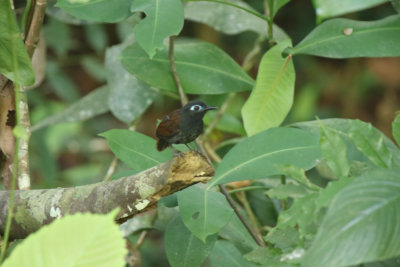 Chestnut-backed Antbird, Rio Rincon bridge area