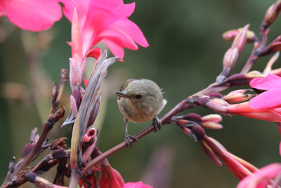 Slaty Flower-piercer, Los Santos Forest Reserve