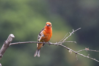 Flame-colored Tanager, Miriam's