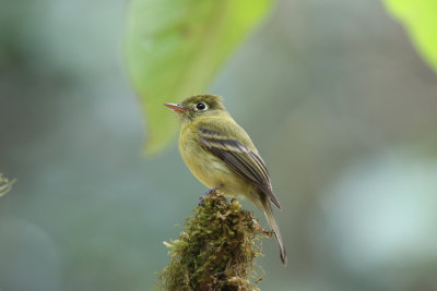 Costa Rica Birding 2019