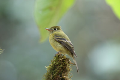 Yellowish Flycatcher, Savegre River