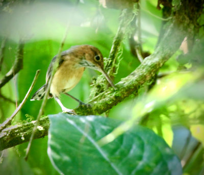 Long-billed Gnatwren Manuel Brenes Biological Reserve