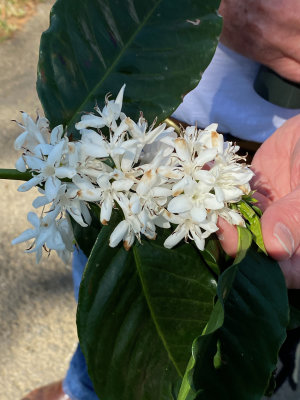 Coffee Flowers, Moran, San Jose