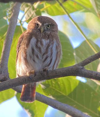 Ferruginous Pygmy Owl,Robledal