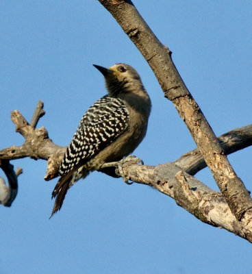 Hoffman's Woodpecker at Robledal