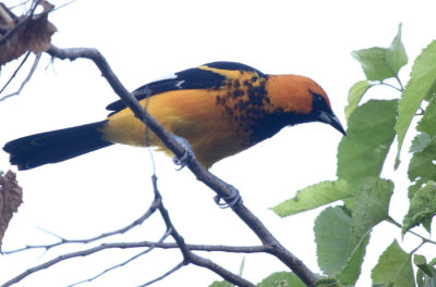 Spot-breasted Oriole at Robledal
