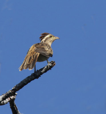 Stripped Cuckoo, Moran, San Jose