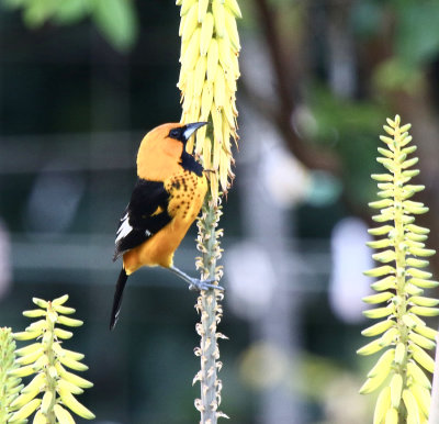 Spot-breasted Oriole, Hotel Robledol 
