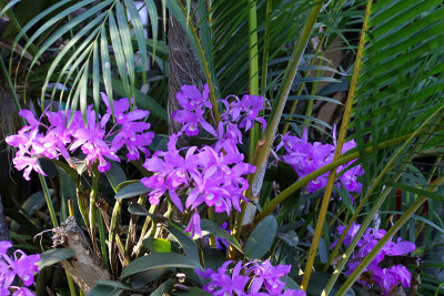 Orchids at Hotel Robledol, national flower