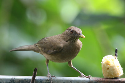 Clay-colored Thrush, National Bird of Costa Rica