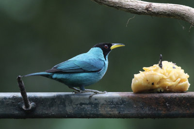 Green Honeycreeper,  San Ramon