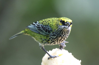 Speckled Tanager