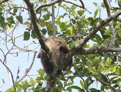 Hoffman's Two-toed Sloth, San Carlos, Alajuela 