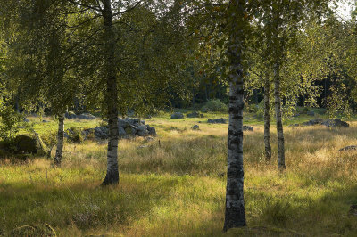 Goinge 127.jpg