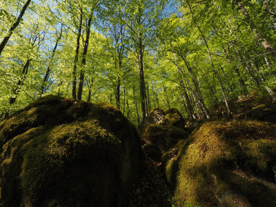 Goinge 189.jpg