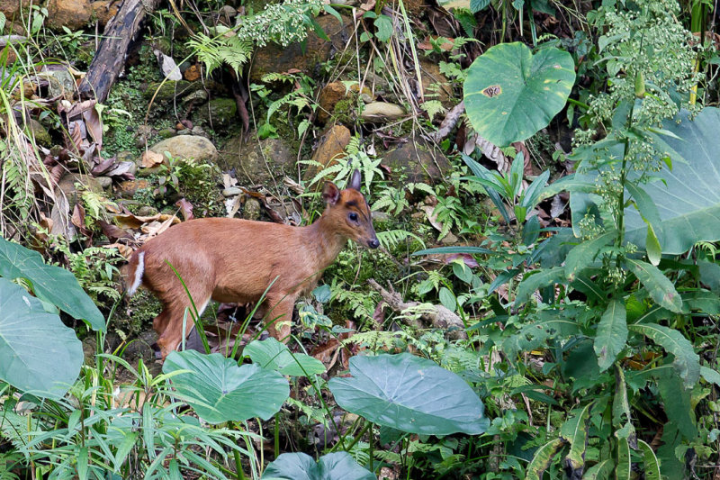 Barking deer 