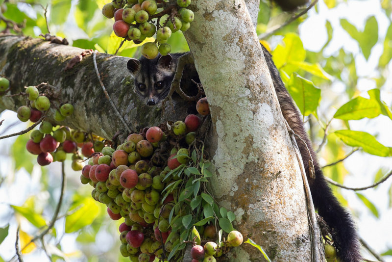 Asian palm civet
