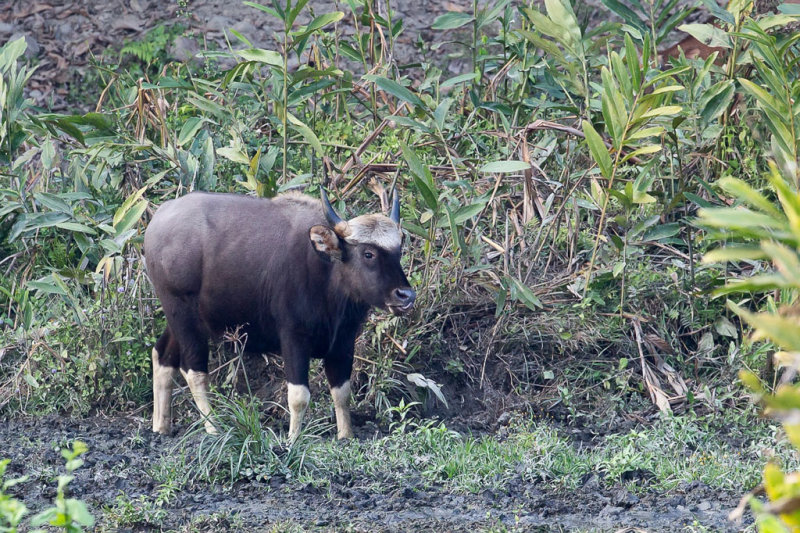 Gaur 