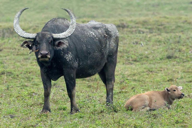 Wild asian water buffalo