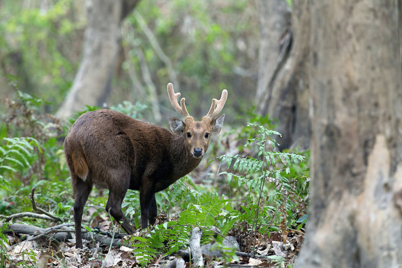 Hog deer 