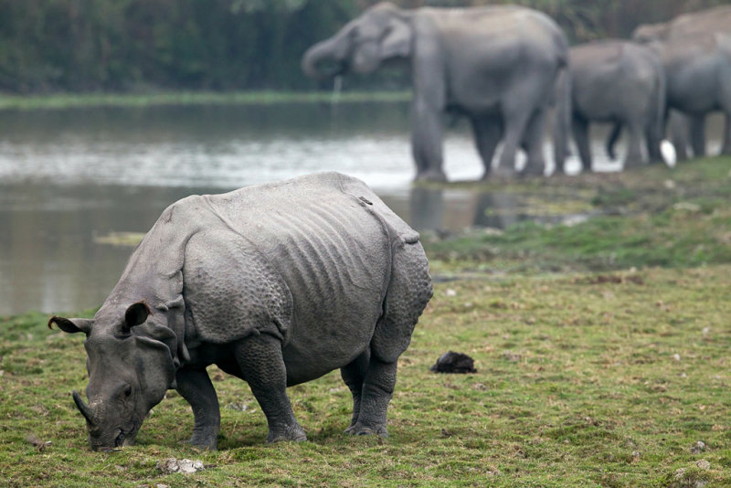 Great Indian one horned rhinoceros 