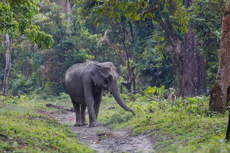 Indian elephant 