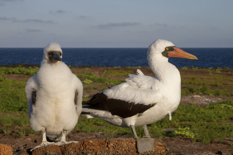 Birds of the Galapagos 2012