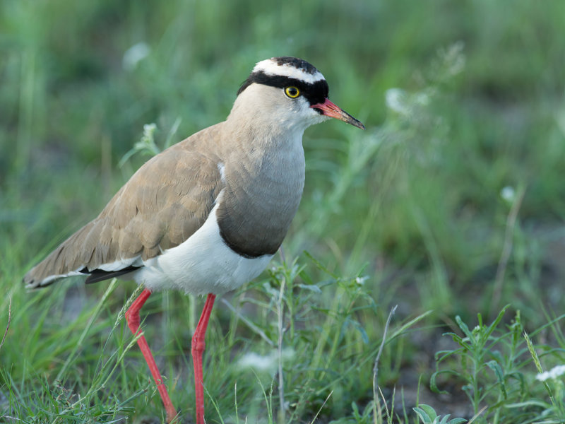 Crowned Lapwing - Diadeemkievit - Vanneau couronn