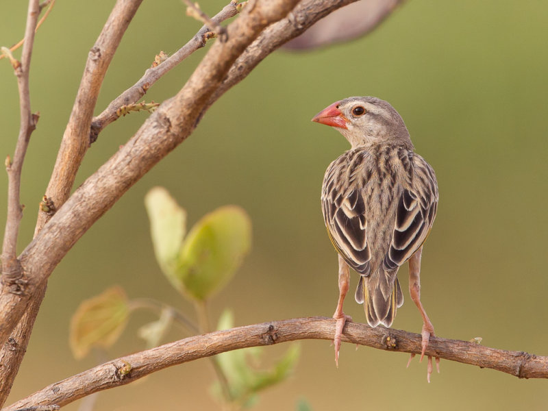 Red-billed Quelea - Roodbekwever - Travailleur  bec rouge (m)