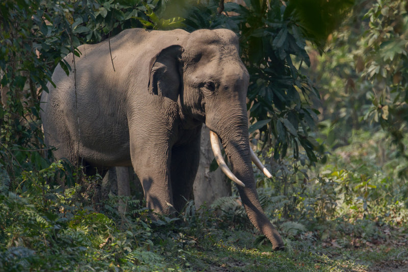 Indian elephant