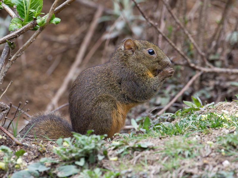 Orange-bellied himalayan squirrel
