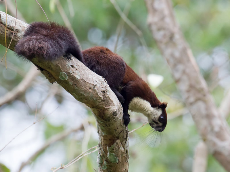 Indian giant squirrel 