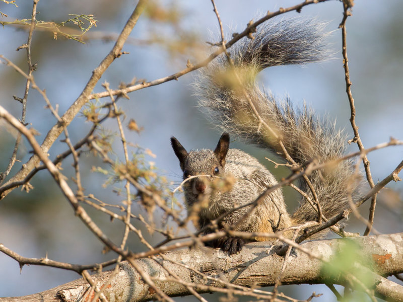 Guayaquil squirrel