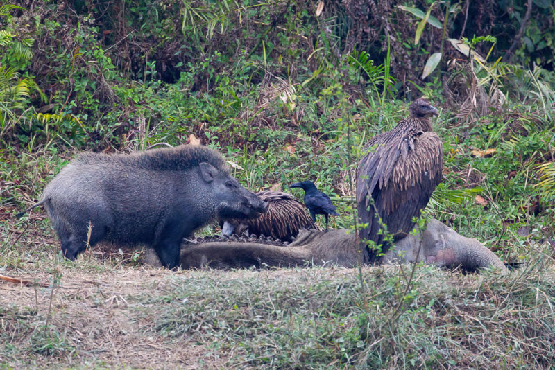 Indian boar