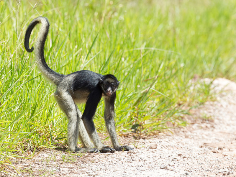 White-bellied spider monkey