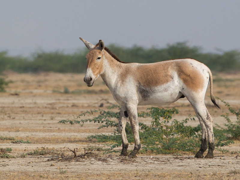 Indian wild ass