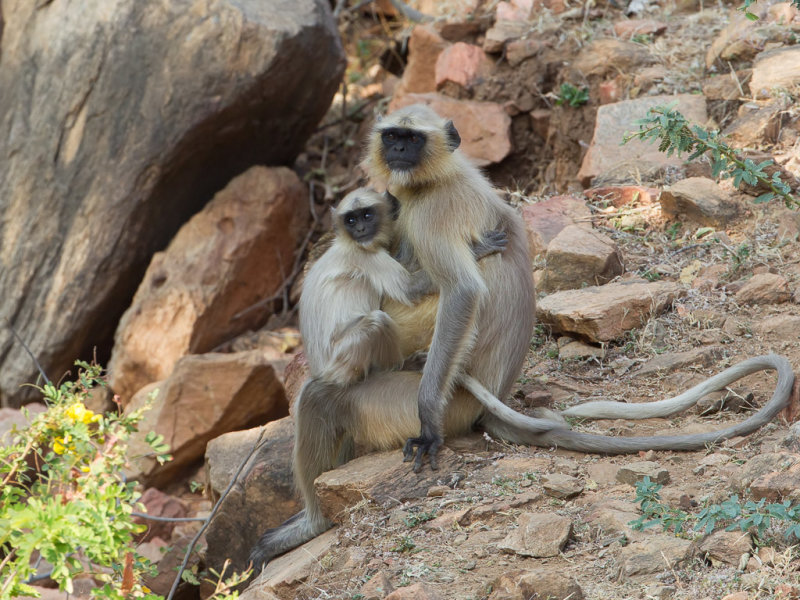 Southern plains gray langur 