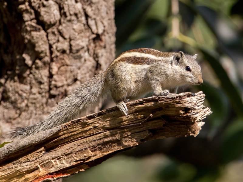 Indian palm squirrel