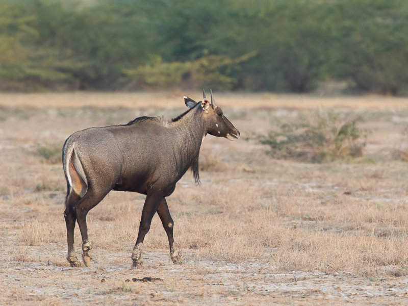 Nilgai (m)